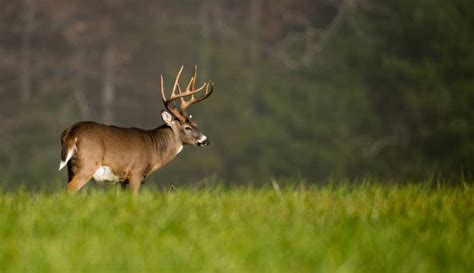 5 Tips For Iowa Nonresident Deer Application Success